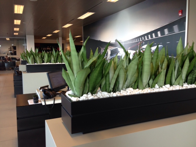  greenery on an office desk